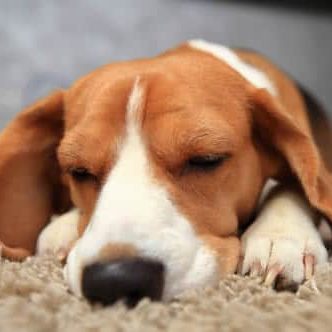Apartments in The Heights Houston Looking for a pet-friendly apartment in Northwest Houston? Look no further! Our spacious units are perfect for you and your furry companion. Picture this: a cozy carpet where your beagle can peacefully sleep.